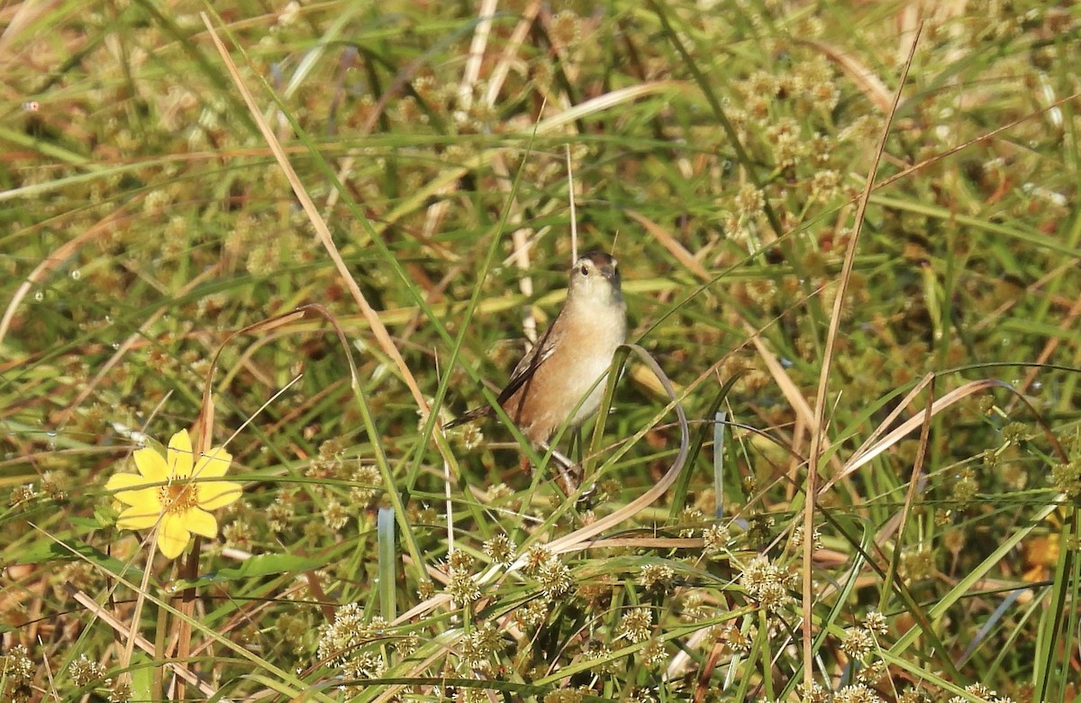 myrsmett - ML645212247