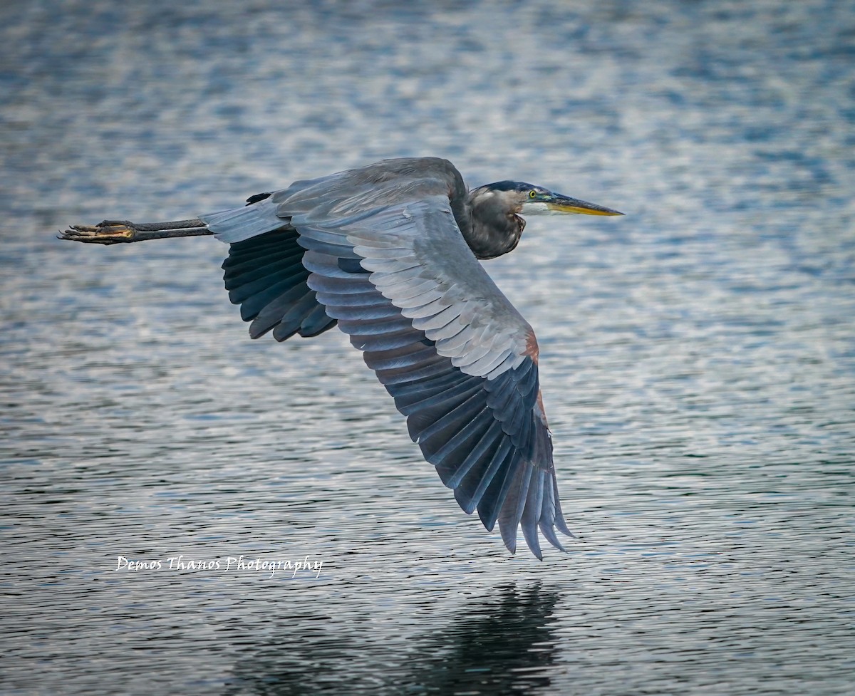 herodiashegre - ML645212248