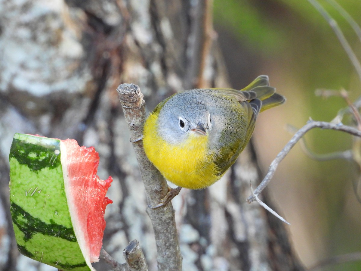 bjørkeparula - ML645212249