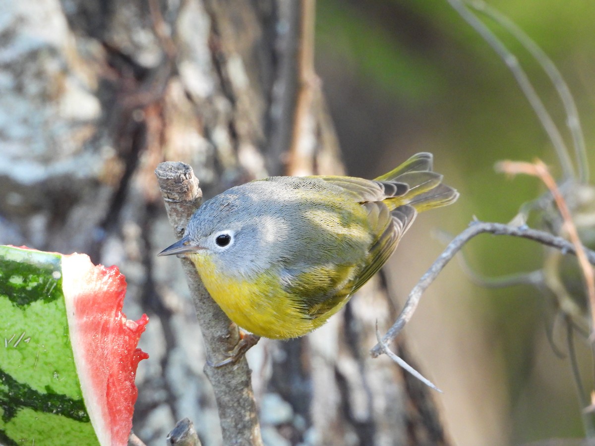 bjørkeparula - ML645212250