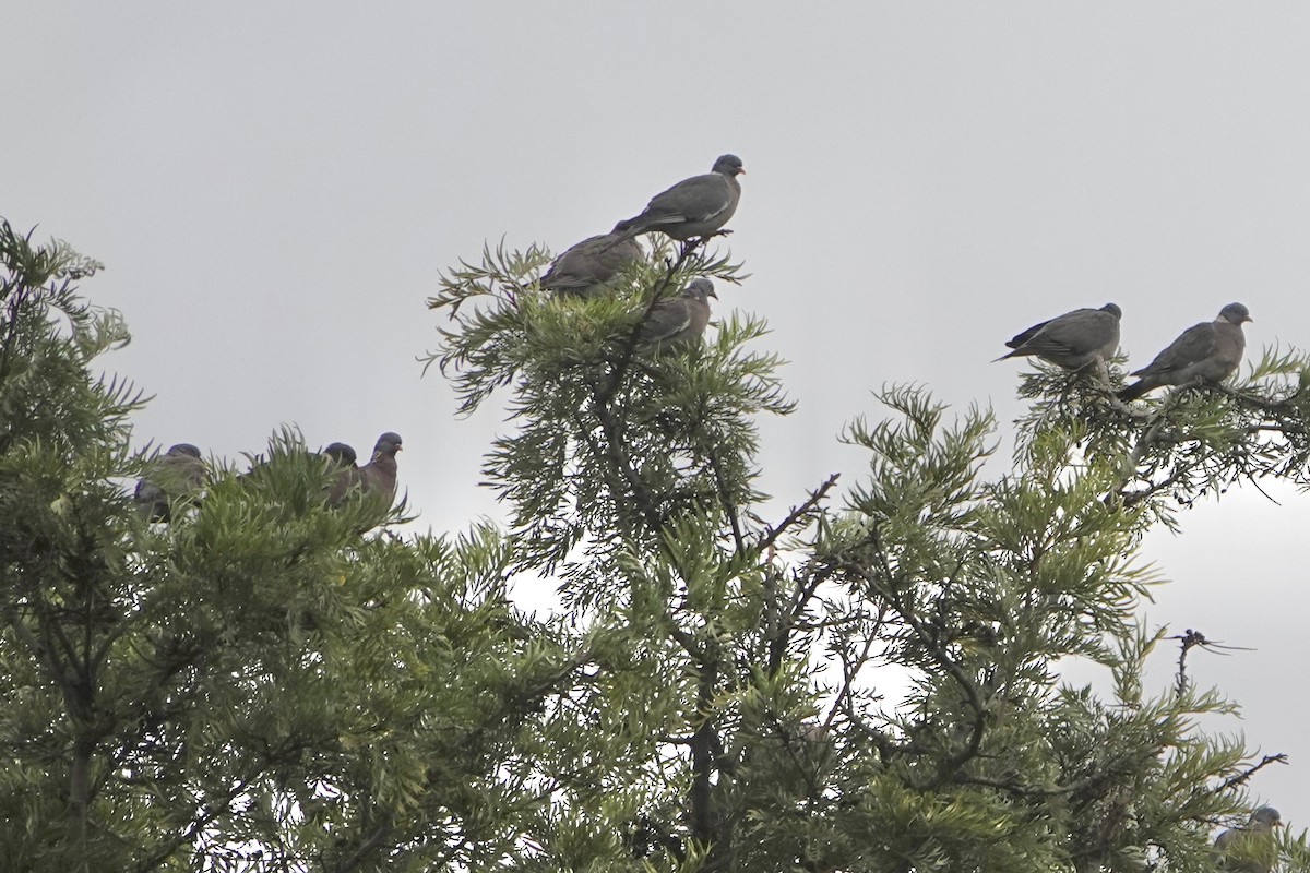 ringdue - ML645212251