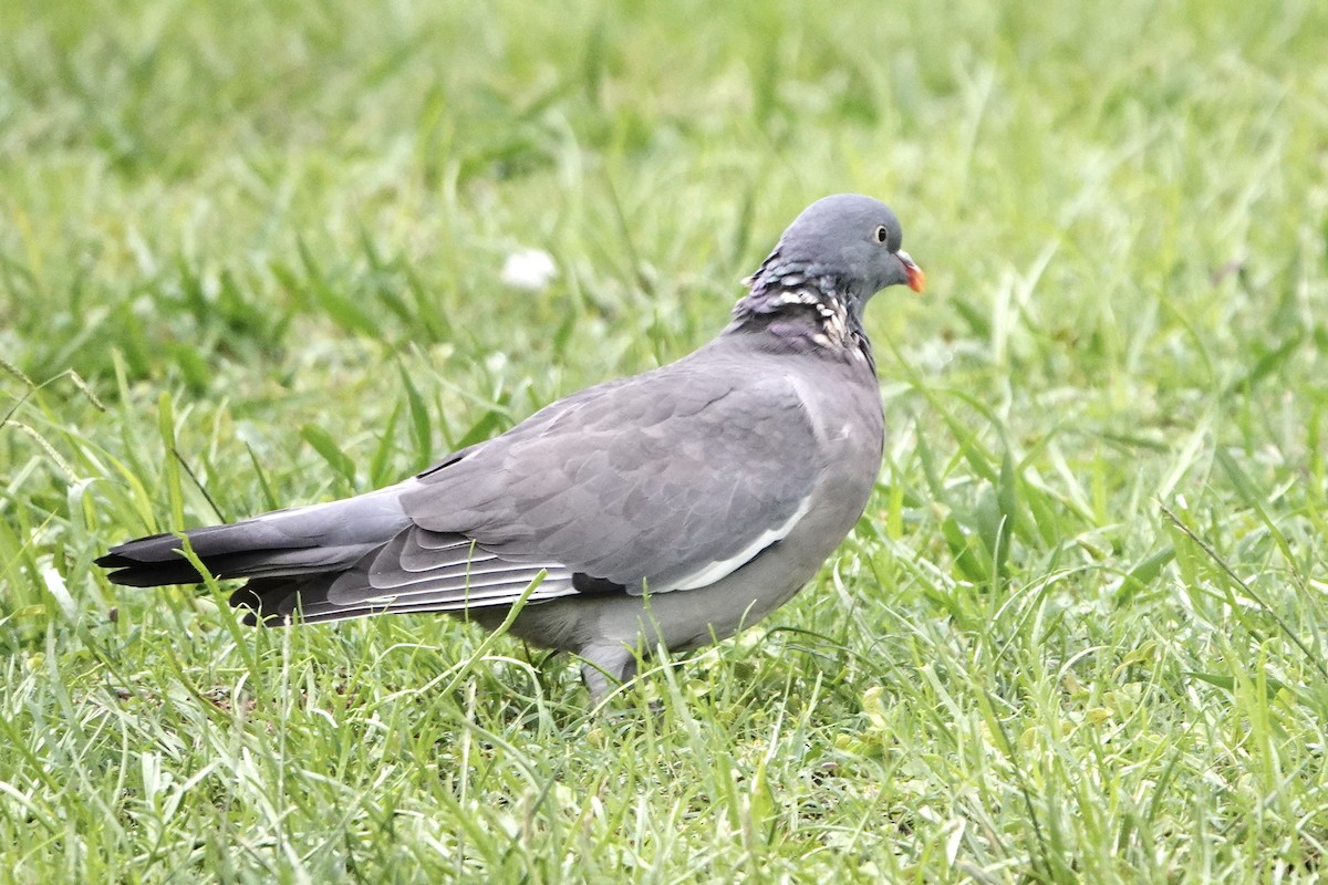 ringdue - ML645212252