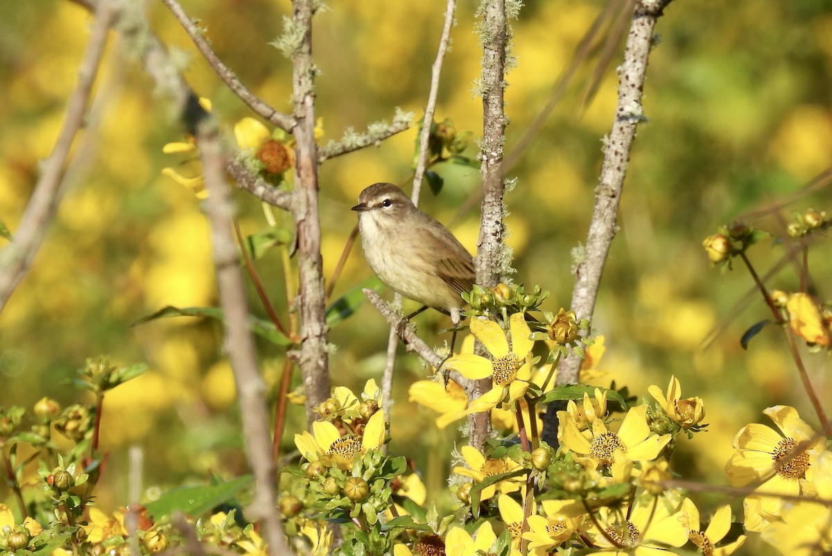 myrparula - ML645212253