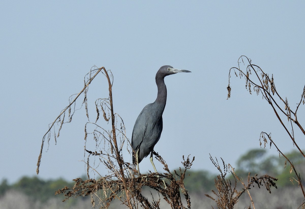 blåhegre - ML645212256