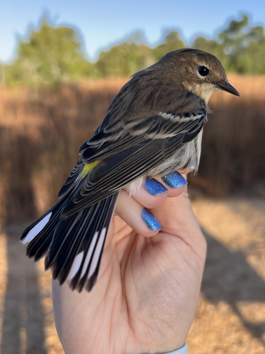 myrteparula (coronata) - ML645212261