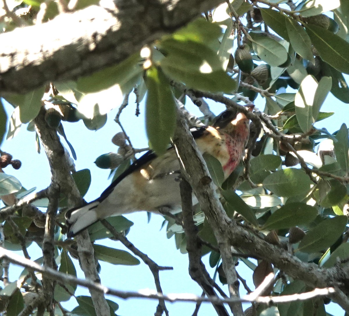 rosenbrysttykknebb - ML645212263