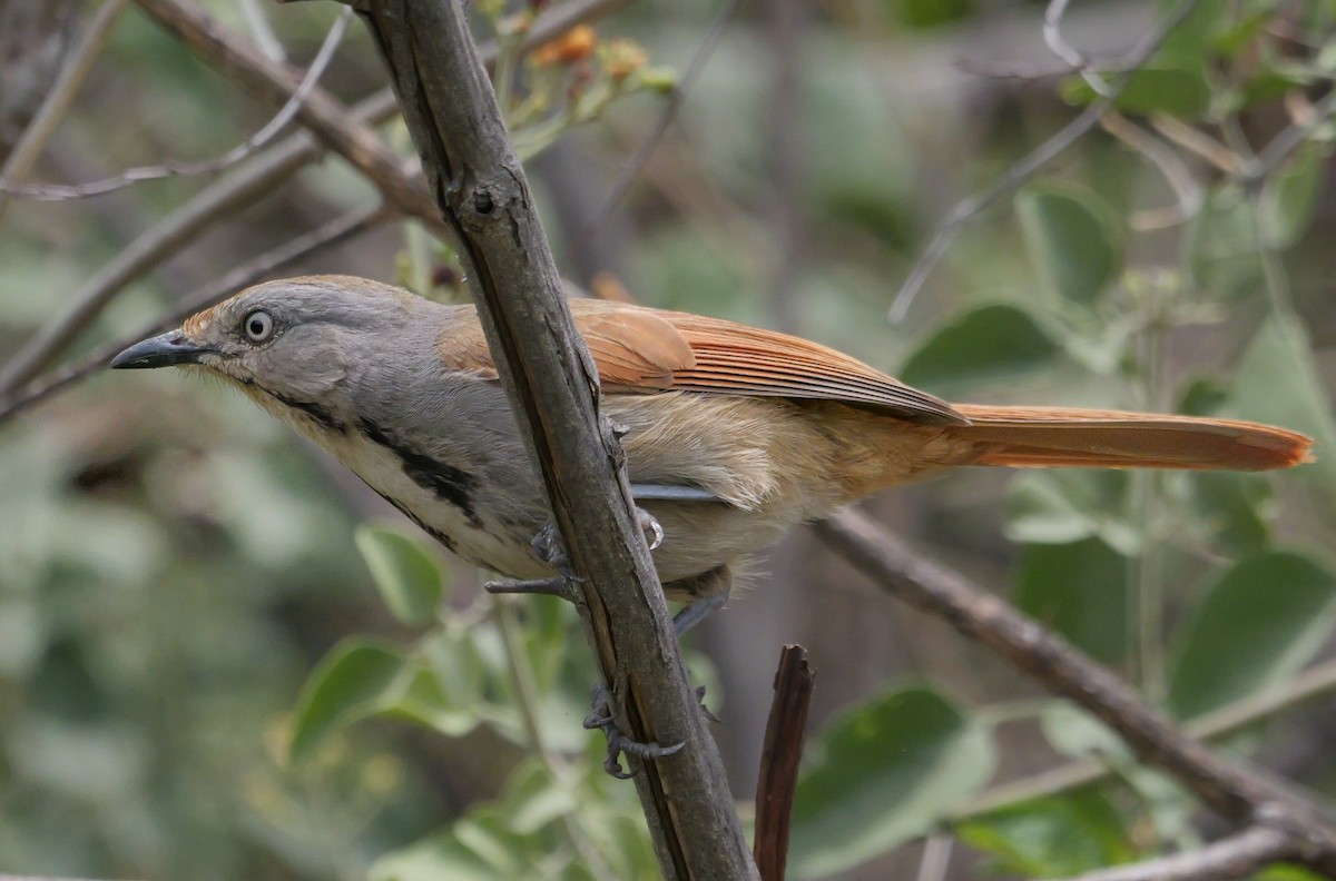 smekkepalmeskvett - ML645212265