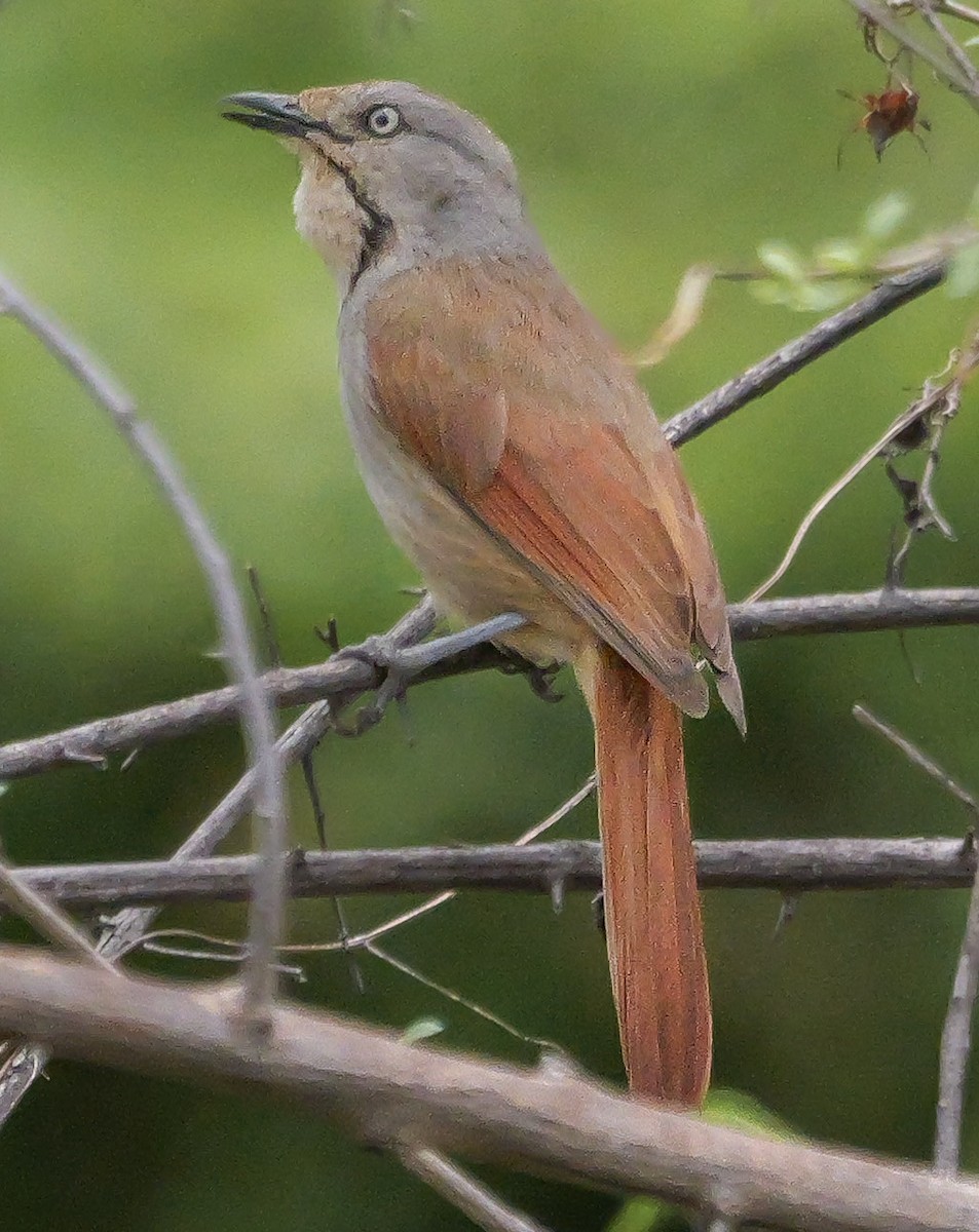 smekkepalmeskvett - ML645212267