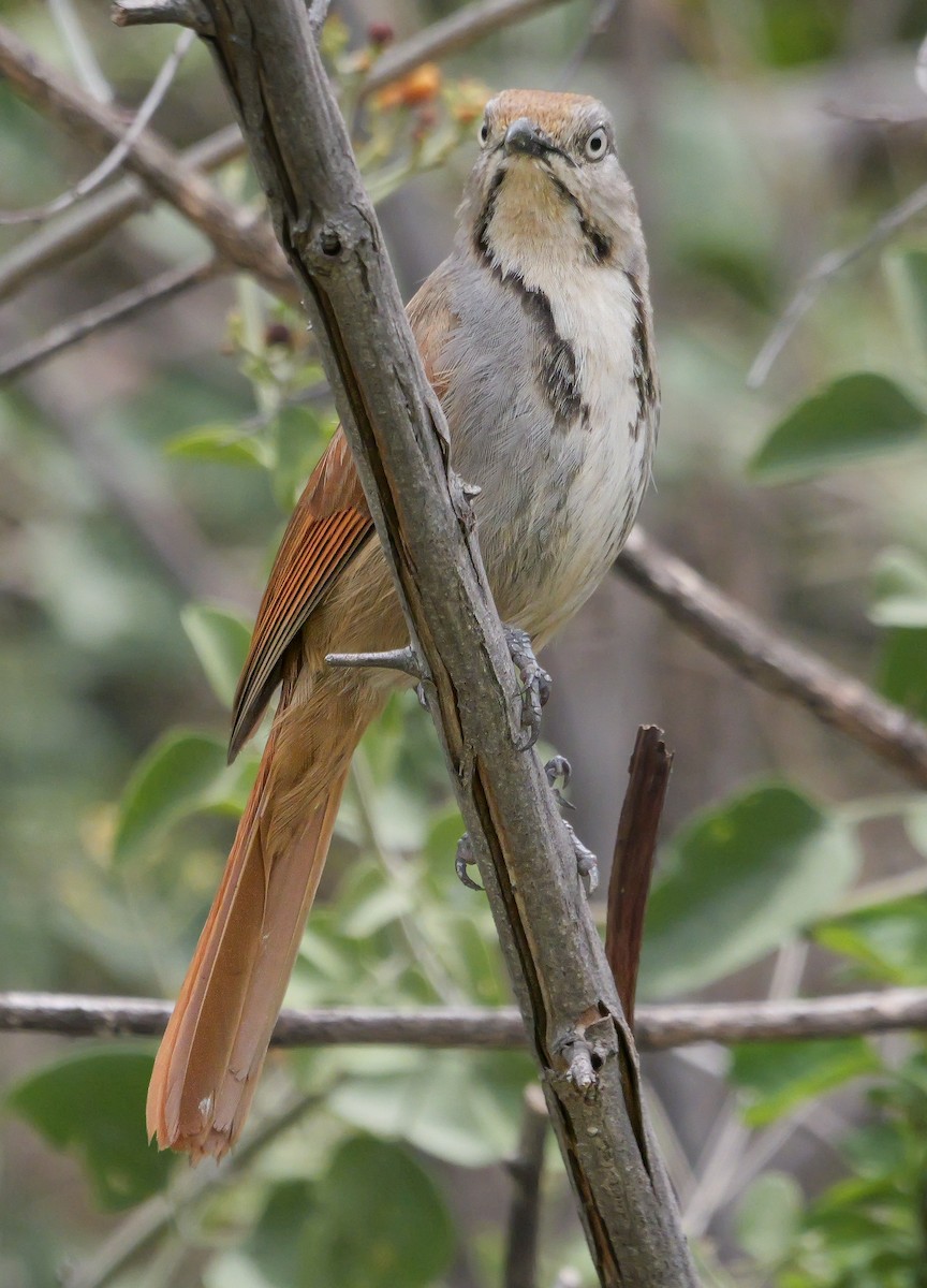 smekkepalmeskvett - ML645212268