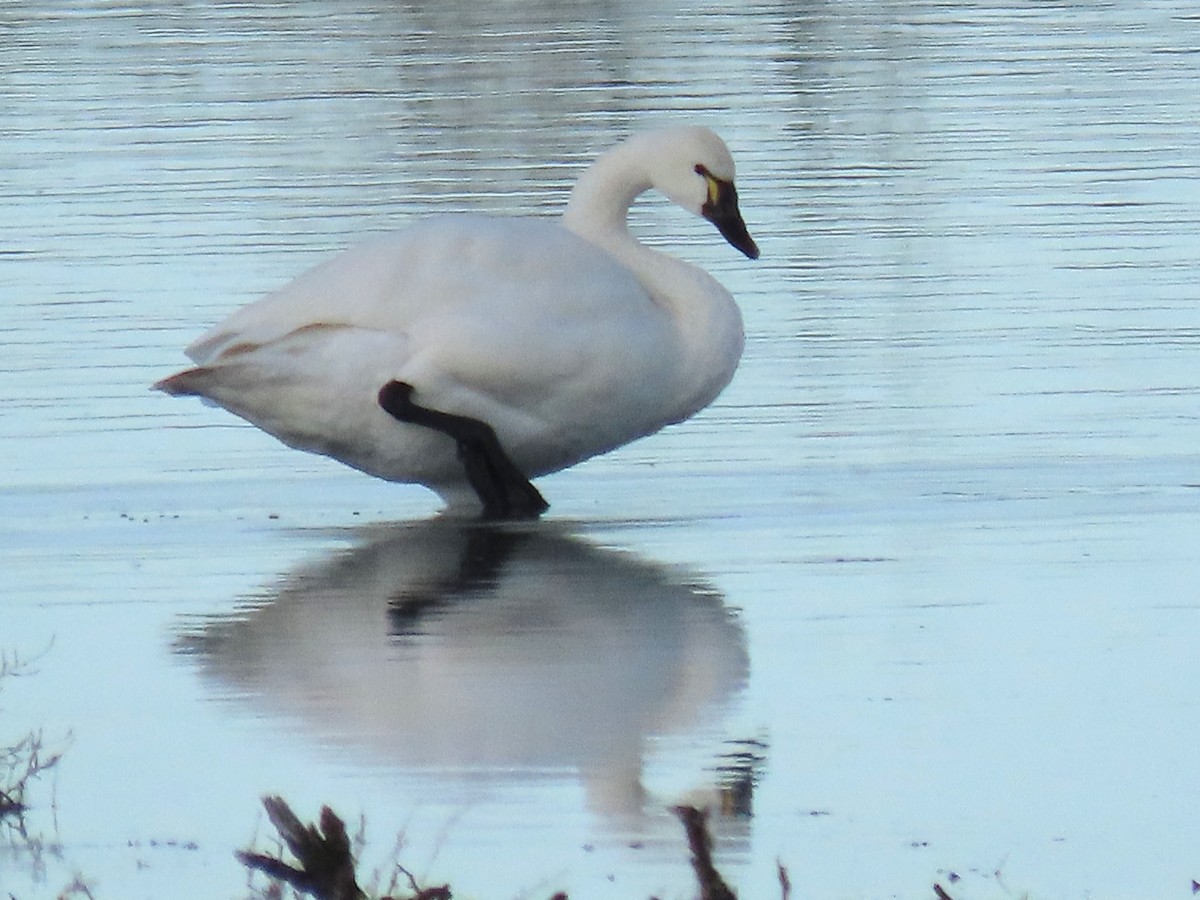 dvergsvane - ML645212269