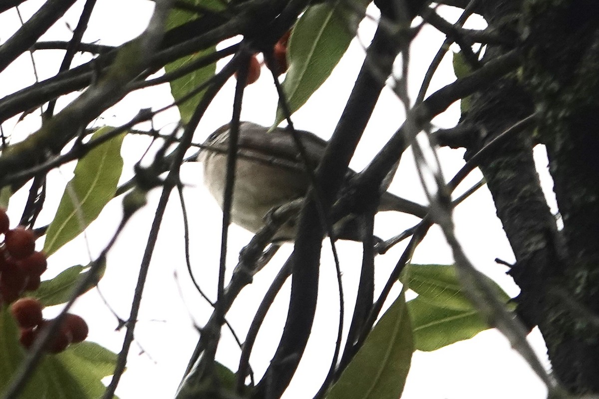 gransanger - ML645212270