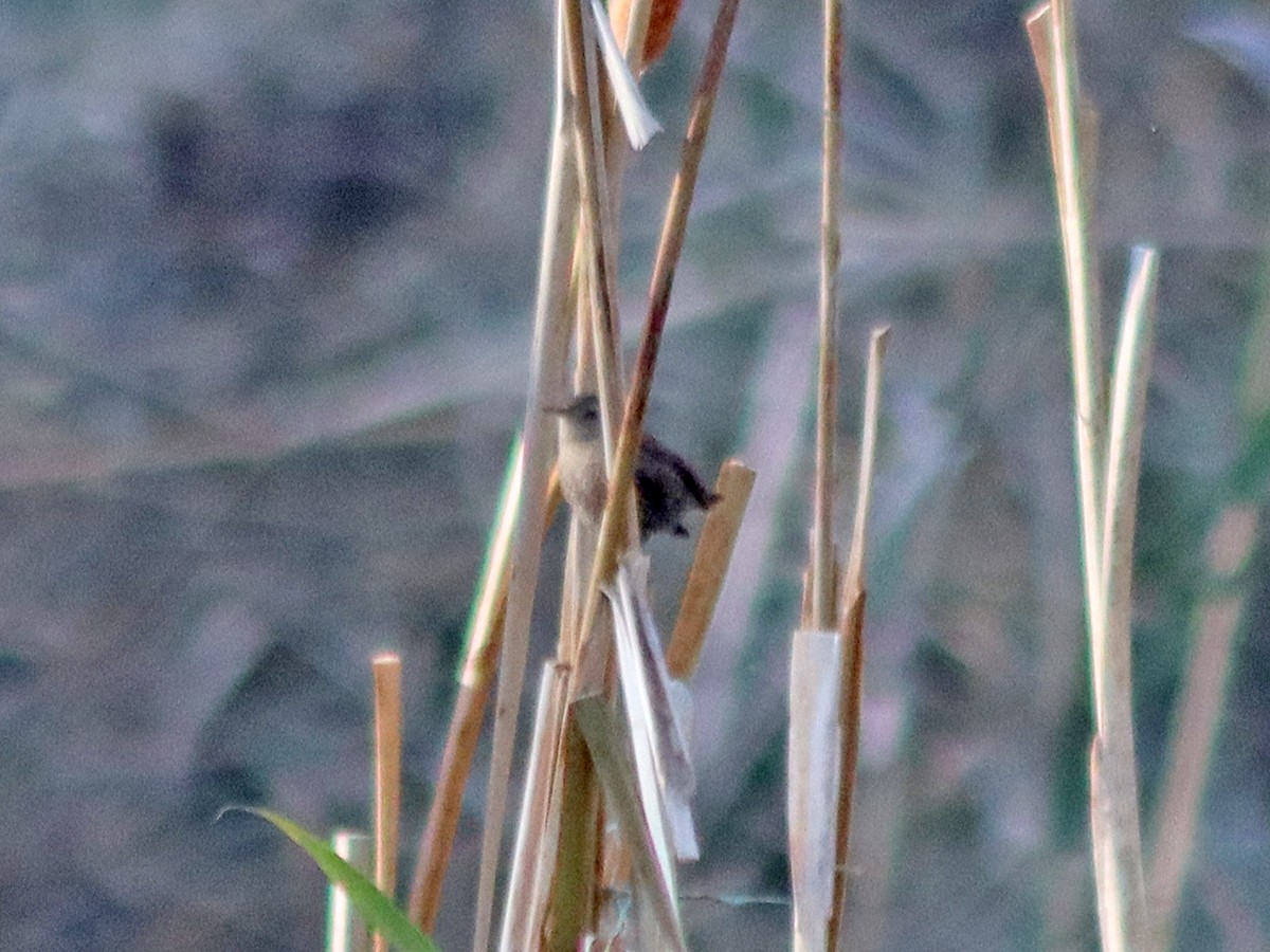 vintersmett - ML645212272