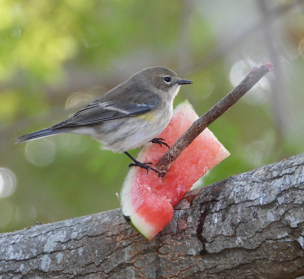 myrteparula - ML645212273