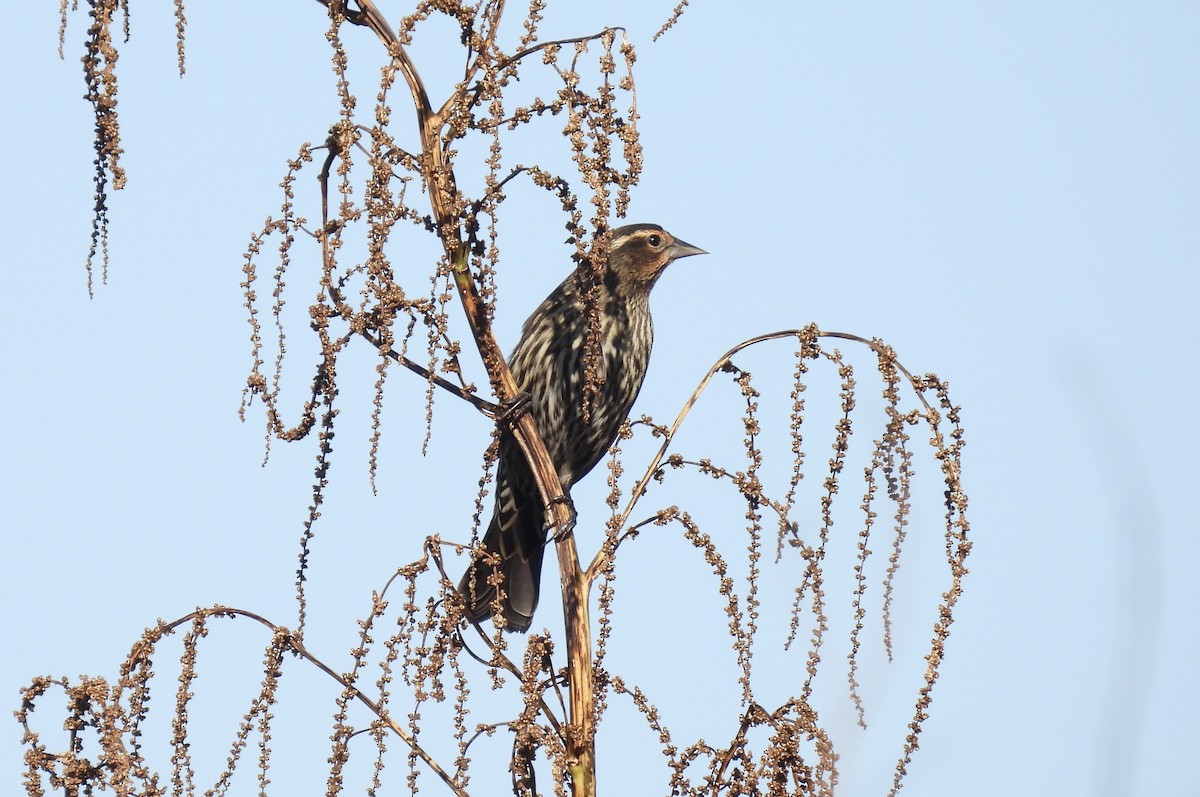 rødvingetrupial - ML645212274