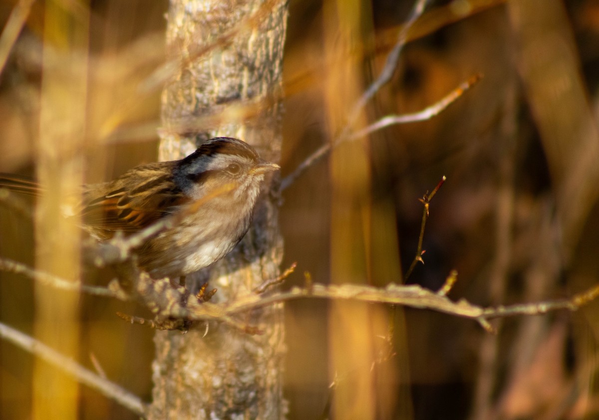 sumpspurv - ML645212275