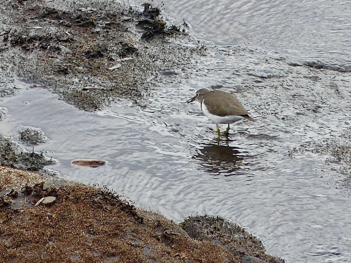 strandsnipe - ML645212277