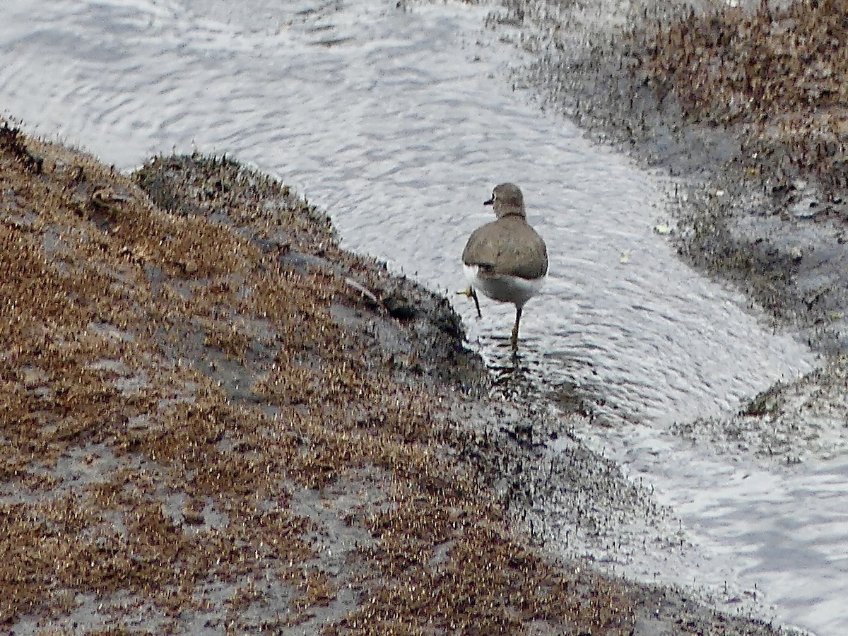 strandsnipe - ML645212278