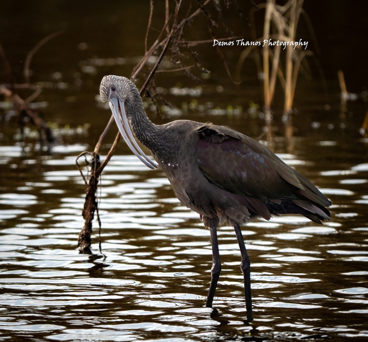 hvitgrimeibis - ML645212280