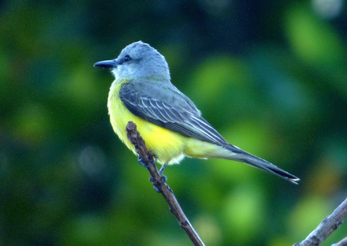 tropekongetyrann - ML645212282