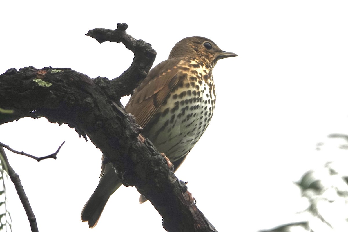 måltrost - ML645212283