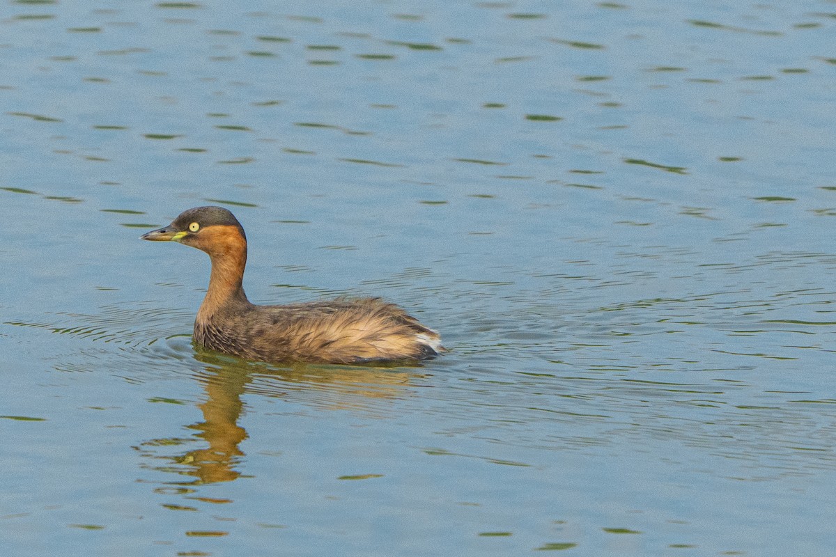 Little Grebe - ML645212299
