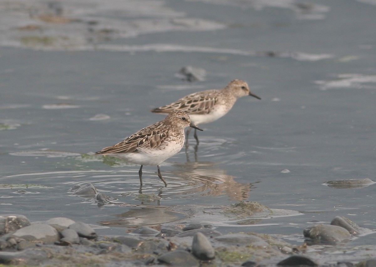 Semipalmated Sandpiper - ML645212302