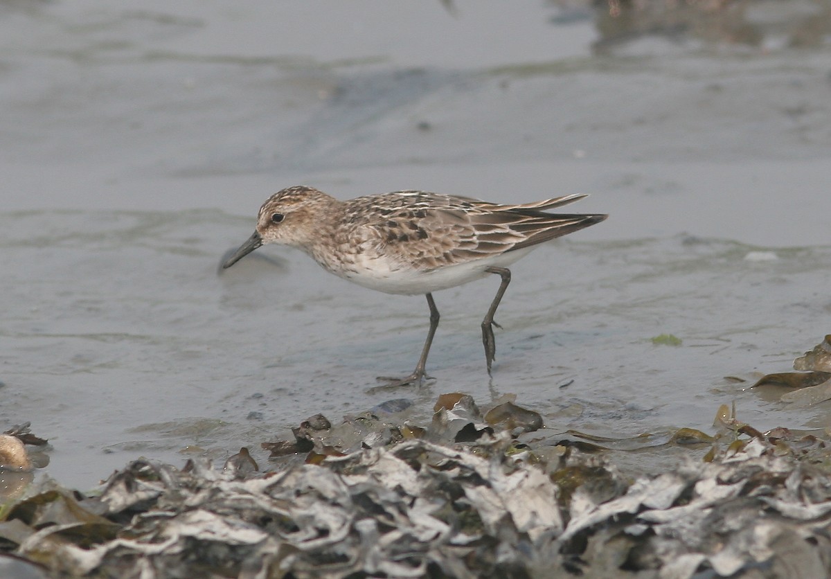 Semipalmated Sandpiper - ML645212303