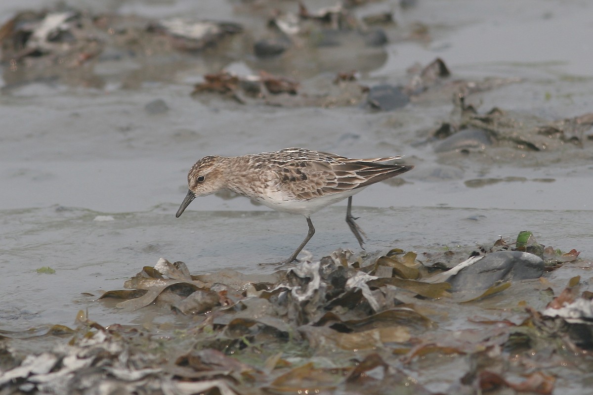 Semipalmated Sandpiper - ML645212304
