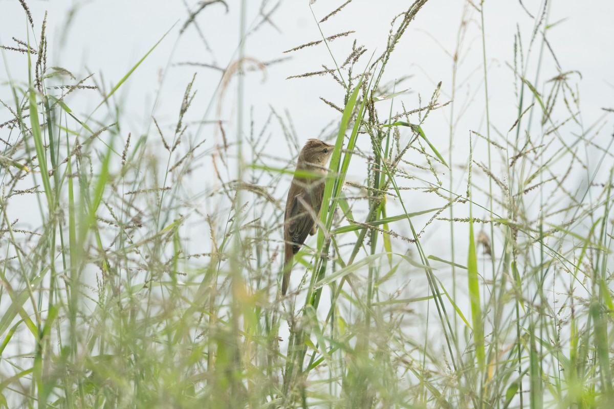 Oriental Reed Warbler - ML645212312