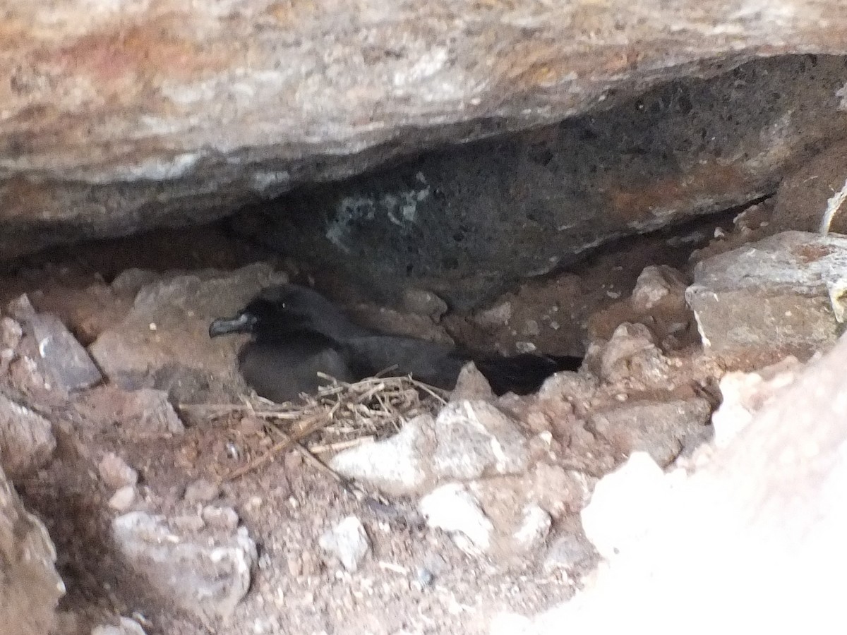 Bulwer's Petrel - ML645212324