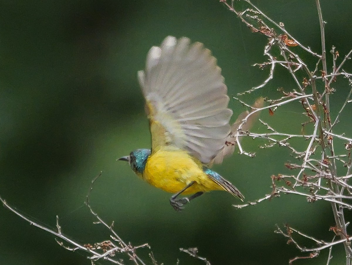 strdimil obojkový - ML645212344