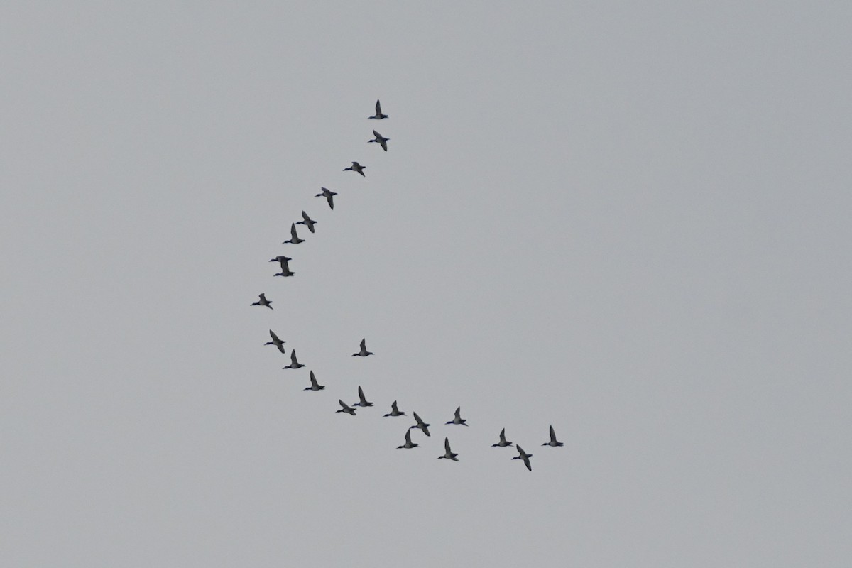 polák kaholka - ML645212356