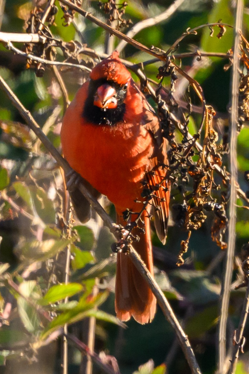 Красный кардинал - ML645212365