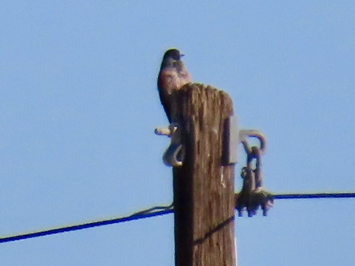 Blutgesichtspecht - ML645212367