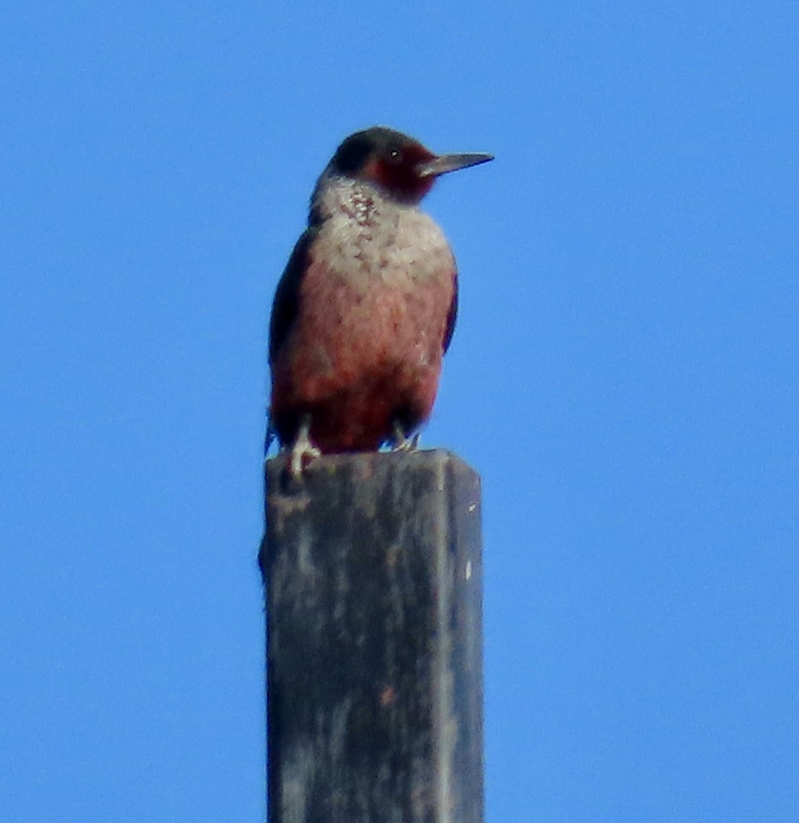 Blutgesichtspecht - ML645212368