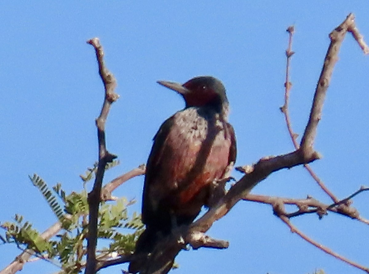 Blutgesichtspecht - ML645212369