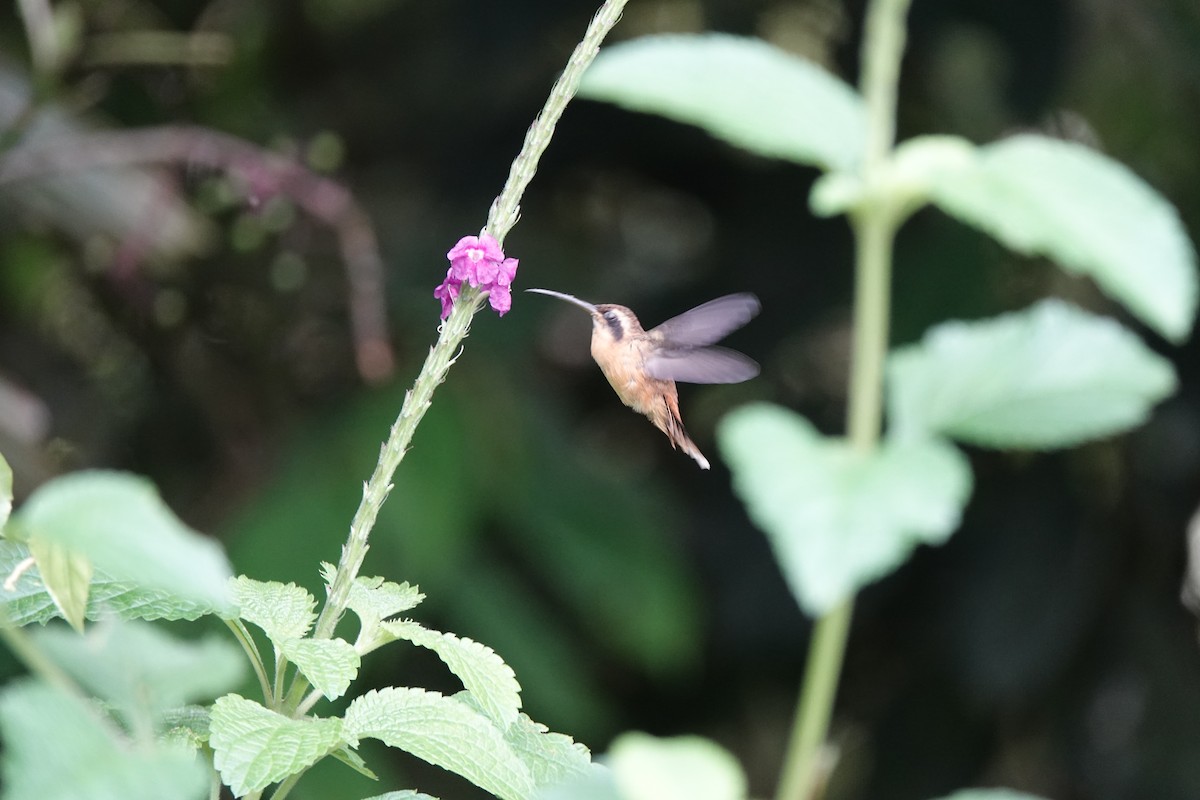 Gri Gıdılı Hermit - ML645212423