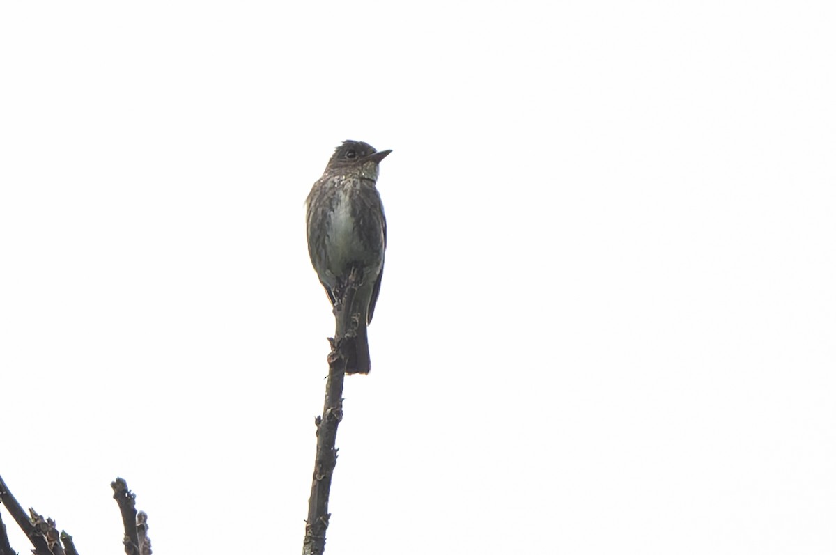Olive-sided Flycatcher - ML645212432