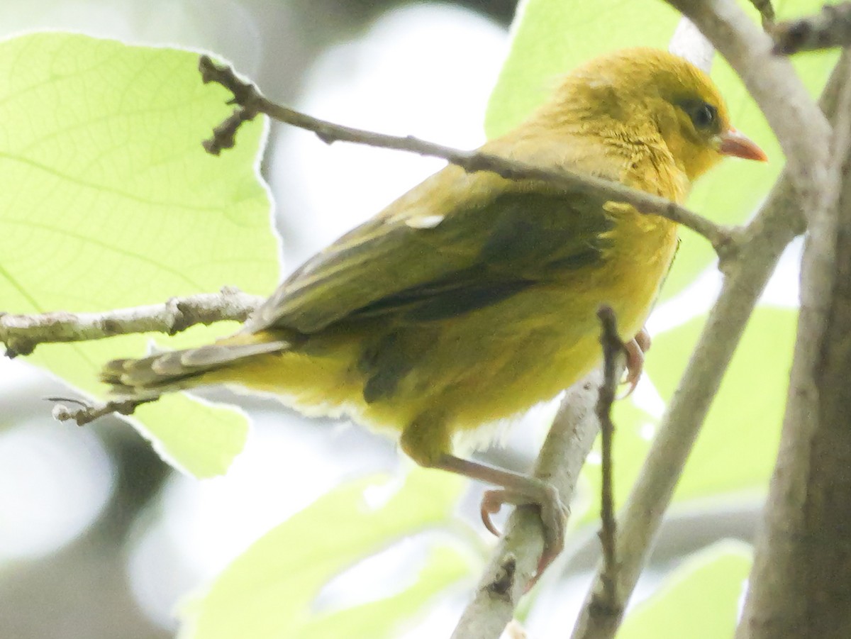 Holub's Golden-Weaver - ML645212434