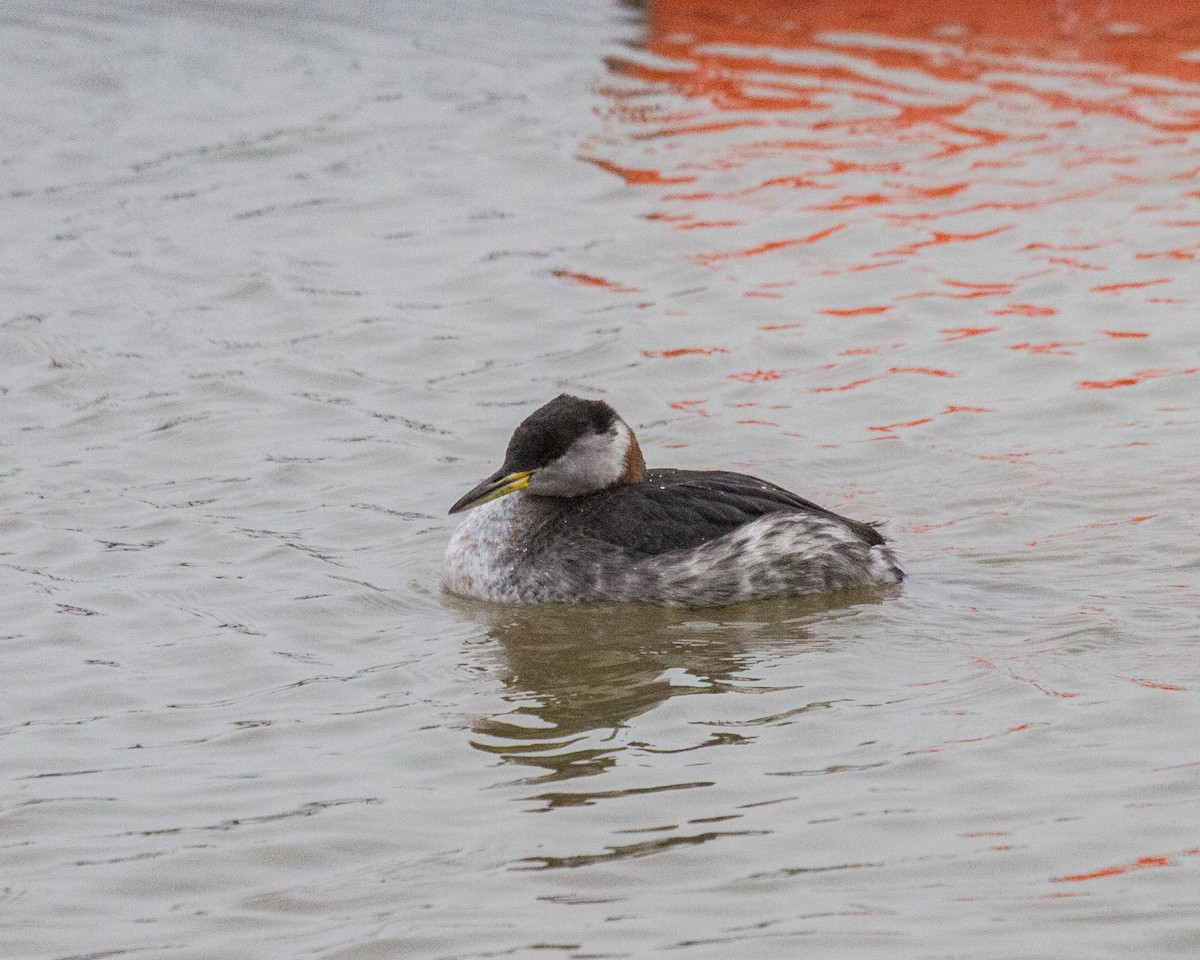 Пірникоза сірощока - ML645212462