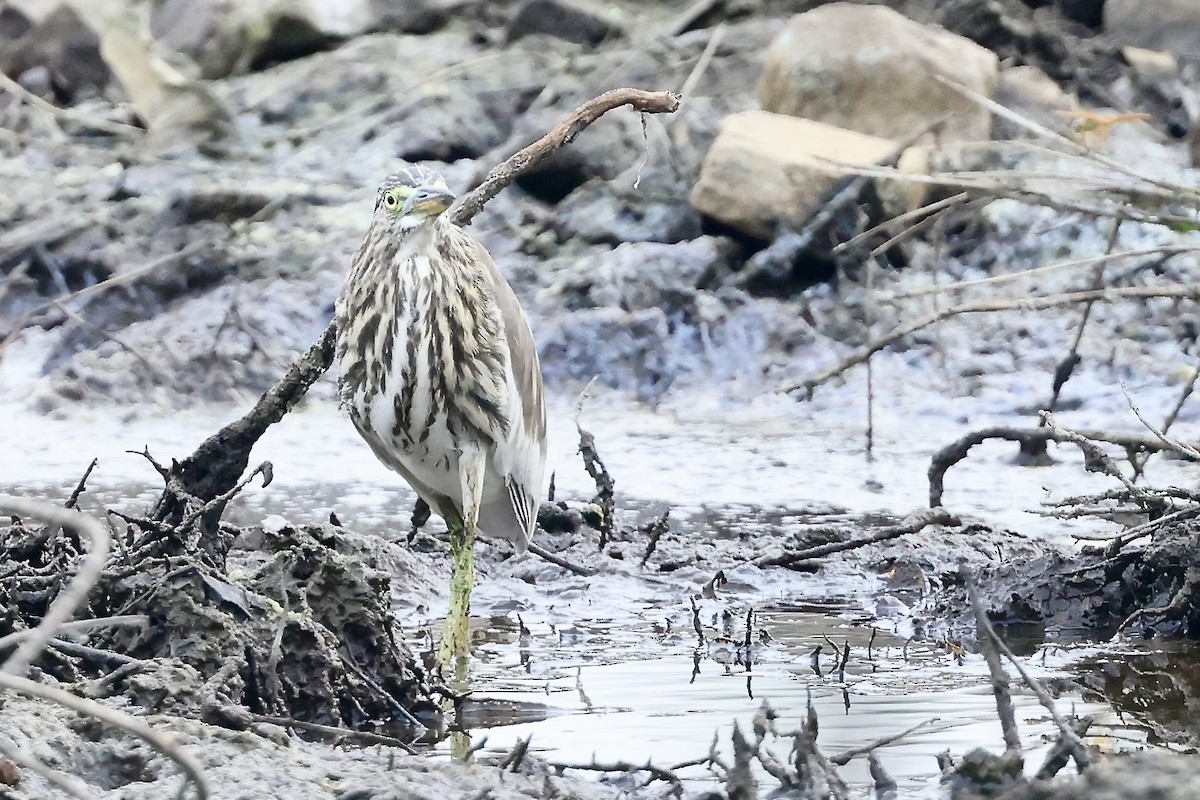 Indian Pond-Heron - ML645212476