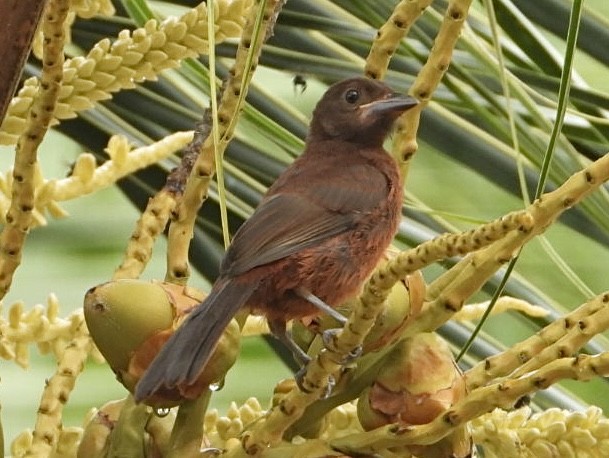 Silver-beaked Tanager - ML645212483