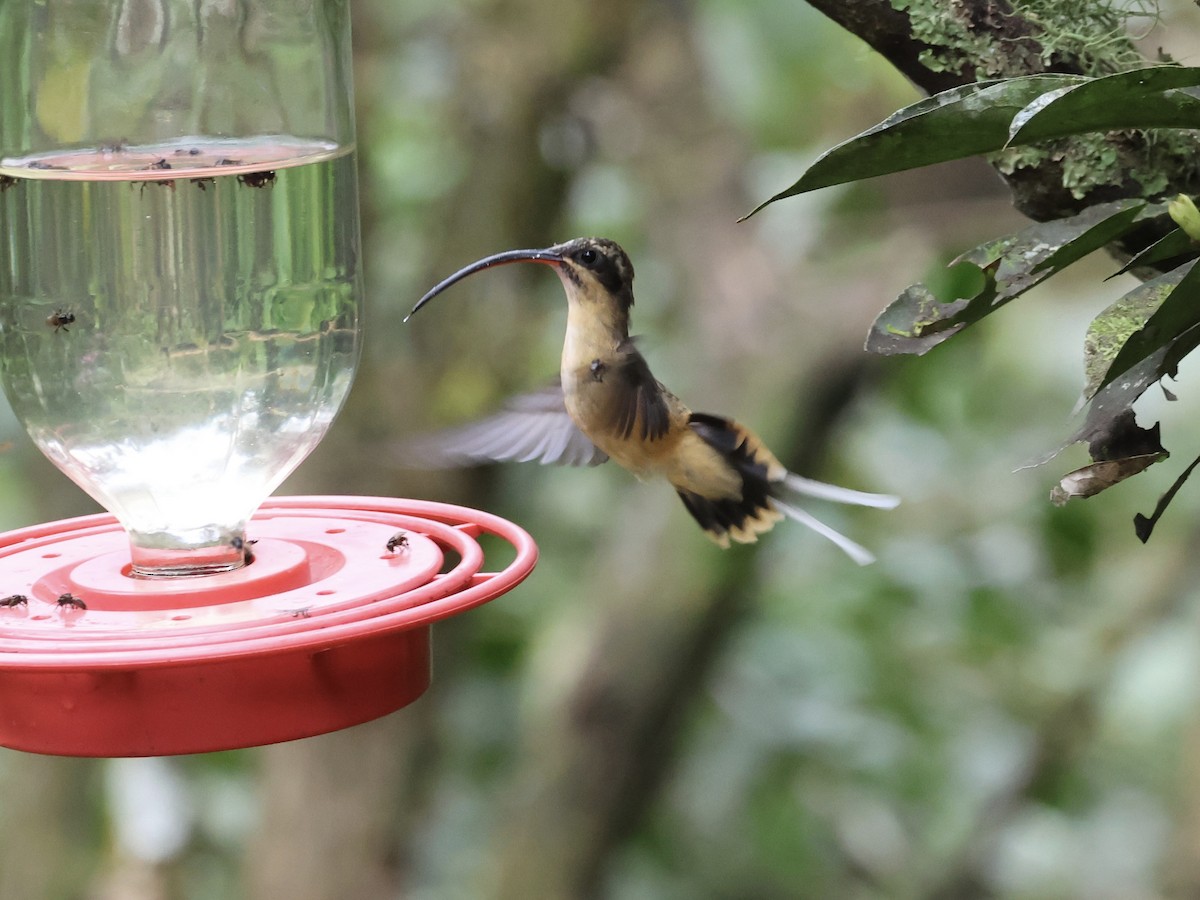 kolibřík dlouhoocasý - ML645212485