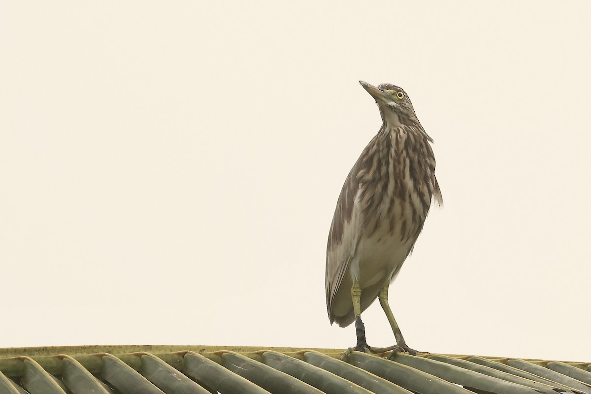 Indian Pond-Heron - ML645212486