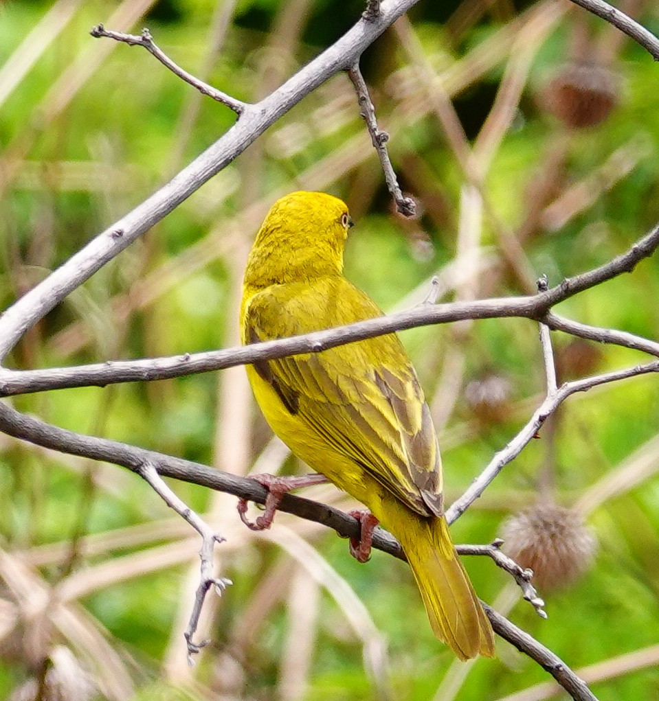 Holub's Golden-Weaver - ML645212491