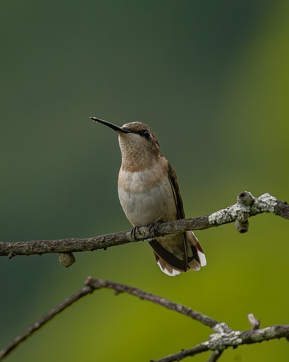 Рубиновогорлый колибри - ML645212492