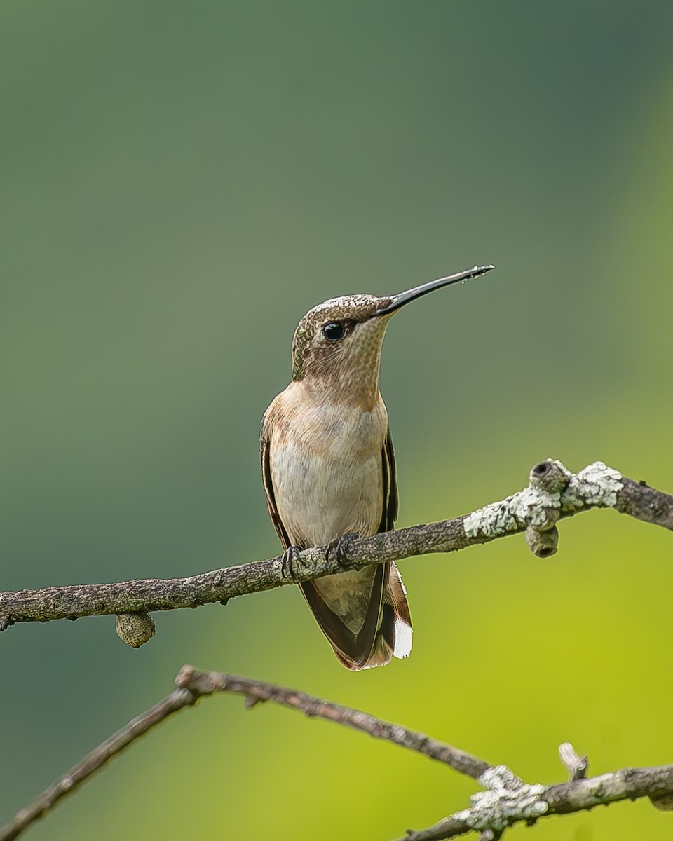 Рубиновогорлый колибри - ML645212493