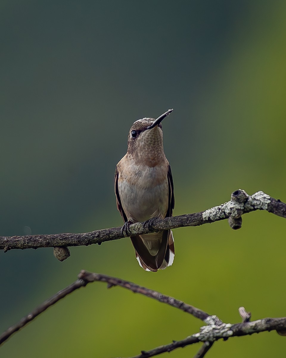 Рубиновогорлый колибри - ML645212494