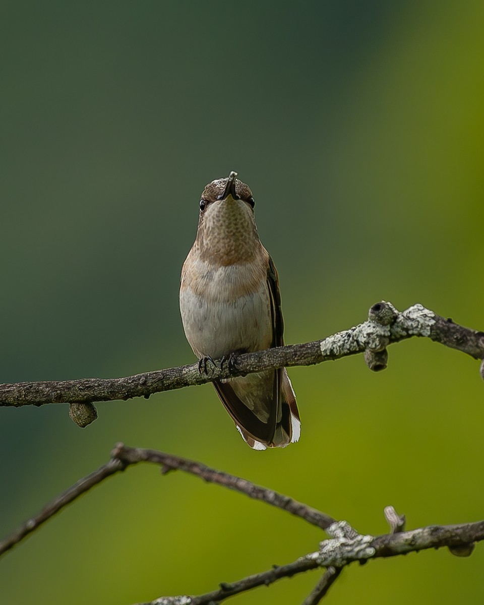 Рубиновогорлый колибри - ML645212495