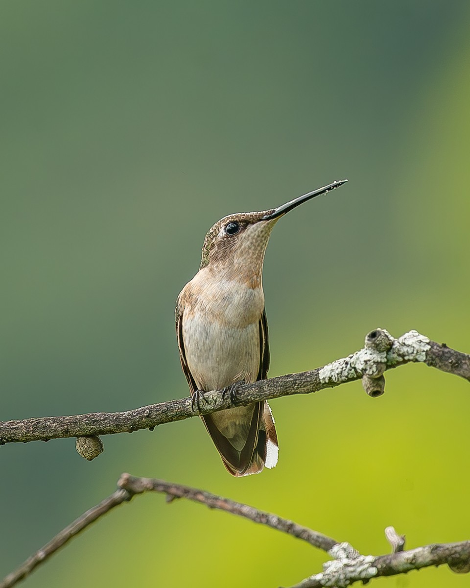 Рубиновогорлый колибри - ML645212496